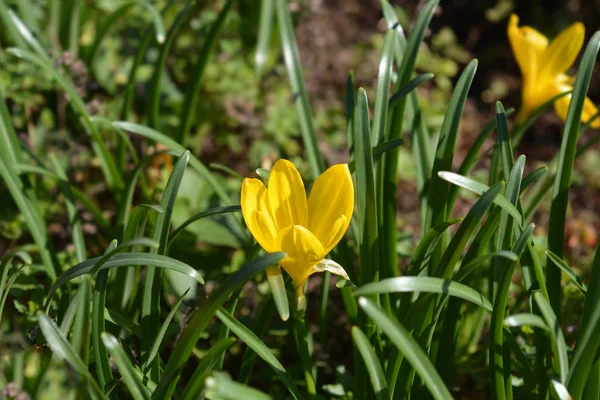 Narciso de invierno —  Fotos de Stock