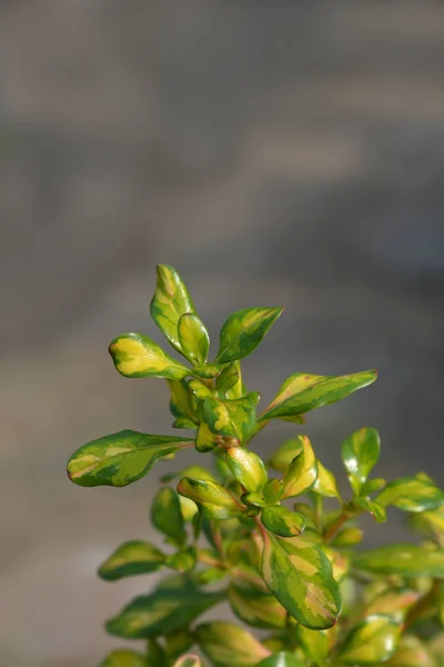 Szklana roślina Cytryna i wapno — Zdjęcie stockowe