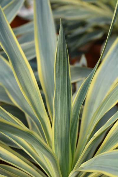 Variegated Spanish dagger — Stock Photo, Image