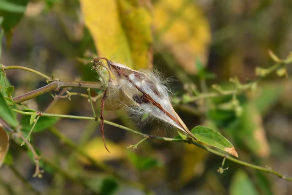 White swallow-wort — ストック写真