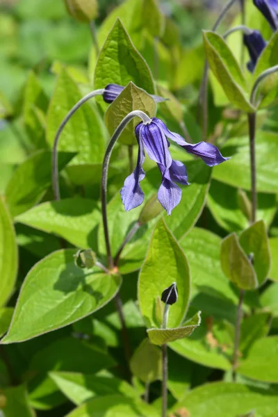 Clematis Hendersonii — Stock Photo, Image