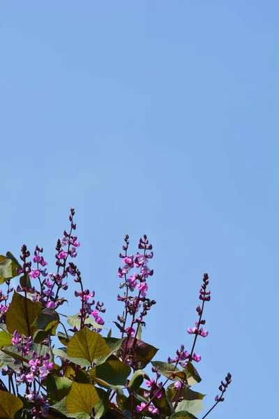 Feijão jacinto-da-lua-de-rubi — Fotografia de Stock