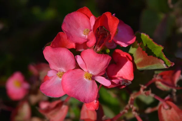 Wax begonia Trophee Rouge — Stock Photo, Image