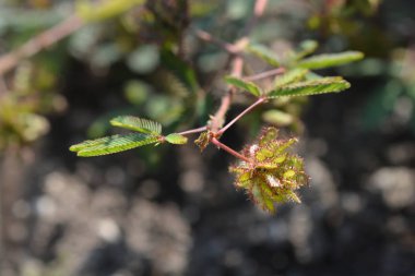 Yaygın duyarlı bitki