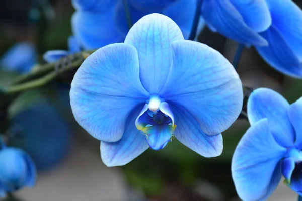 Phalaenopsis orchidee magisch blau — Stockfoto