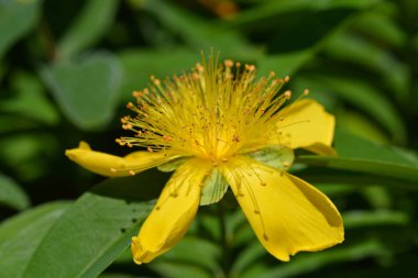 Olimpos Dağı St Johns-wort