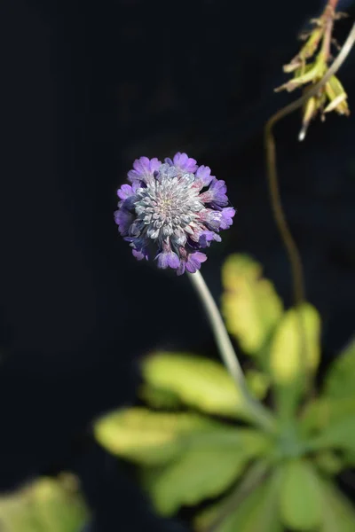 Asiatic primrose Noverna Deep Blue — Stock Photo, Image