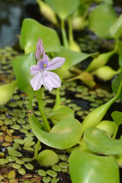 Common water hyacinth — Stock Photo, Image