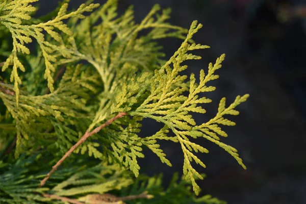 Zlatý glóbus Arborvitae — Stock fotografie