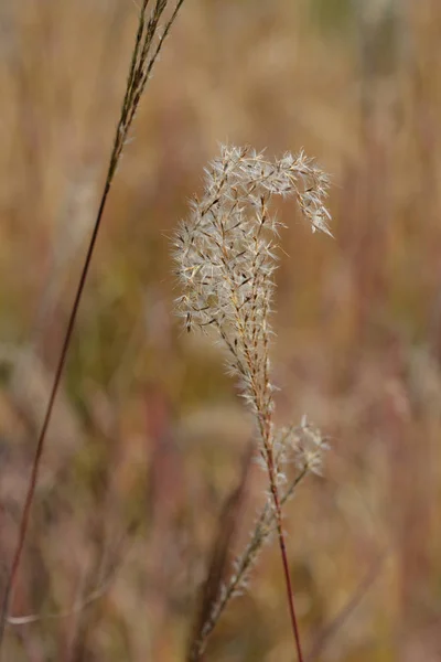 Zebra gras — Stockfoto