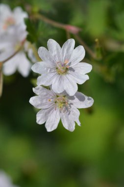 Pyrenean vinç gagası