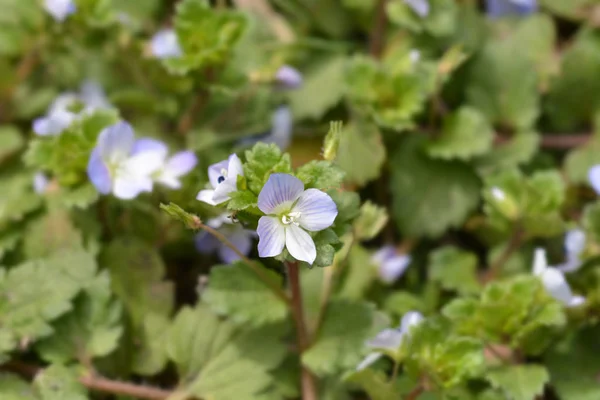 Birdeye speedwell — Stock Photo, Image