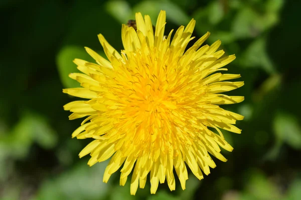 Common dandelion — Stock Photo, Image