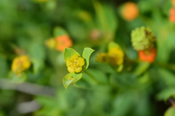 Spigola spinosa — Foto Stock