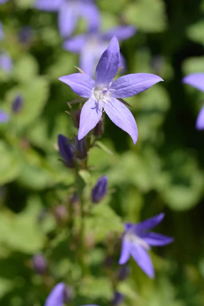 Flor do sino à direita — Fotografia de Stock