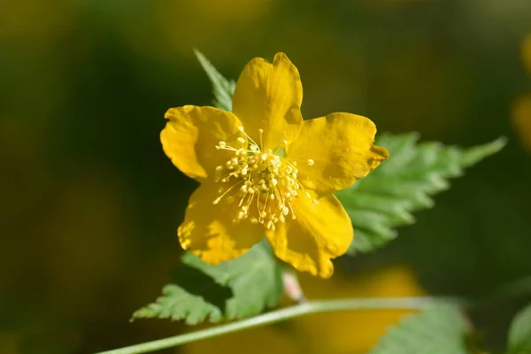 Japanse goudsbloem struik — Stockfoto