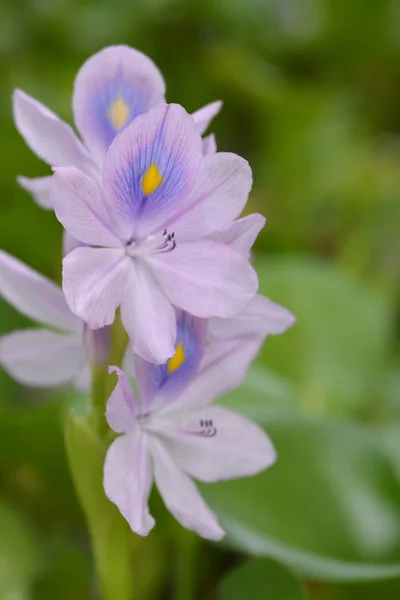 Common water hyacinth — Stock Photo, Image