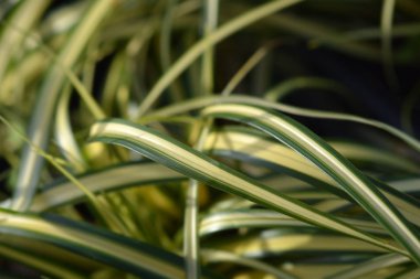 Striped Weeping Sedge Evergold