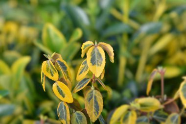 Wintercreeper Zümrüt ve altın