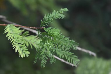 American bald cypress