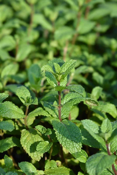 Moroccan mint — Stock Photo, Image