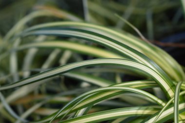 Striped Weeping Sedge Evergold