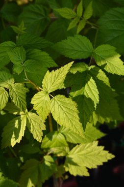 Avrupa kırmızı ahududu