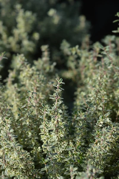 Silver Queen Lemon Thyme — 스톡 사진