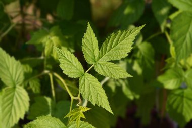 Avrupa kırmızı ahududu