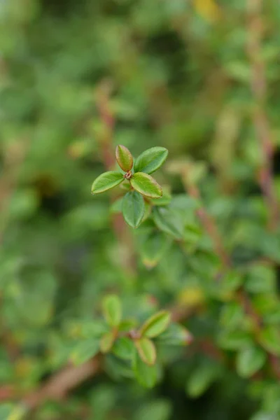 Bearberry cotoneaster Skogholmen — стокове фото