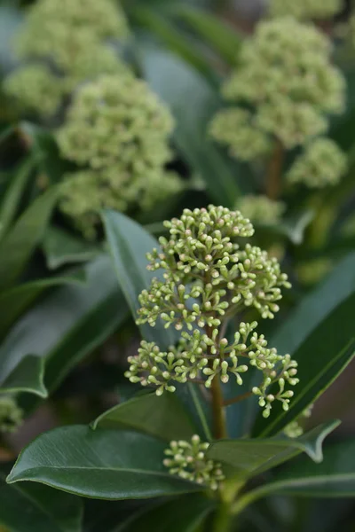 Skimmia Fragrant Cloud — Stock Photo, Image