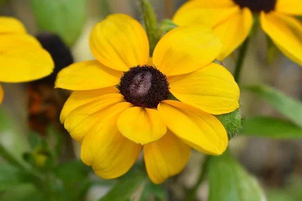 Black-Eyed Susan — Zdjęcie stockowe