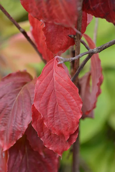 Flowering Dogwood Cherokee Princess