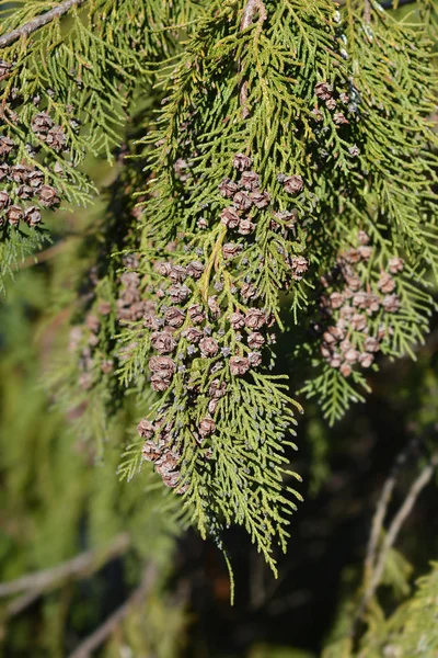 False cypress — Stock Photo, Image