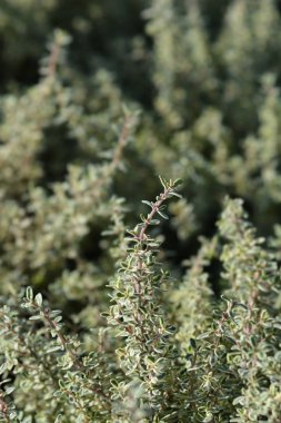 Silver Queen Lemon Thyme