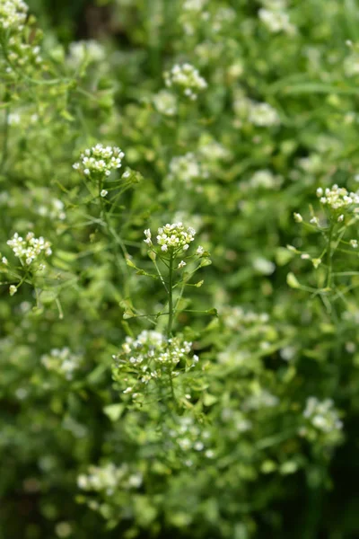 Shepherds purse — Stock Photo, Image