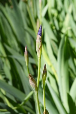 Güney Adriyatik Iris