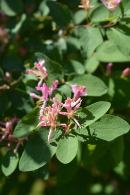 Mavi yapraklı hanımeli