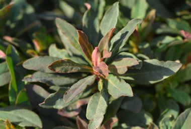 Ahşap spurge Purpurea