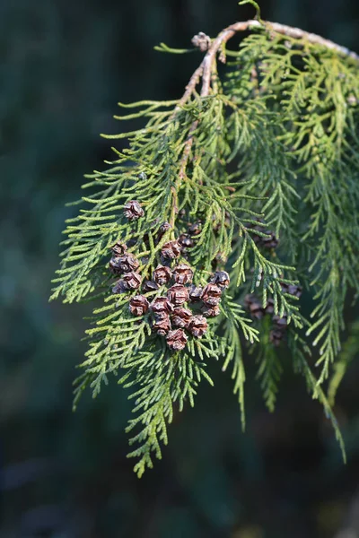 False cypress — Stock Photo, Image