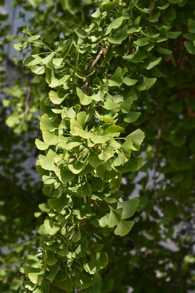 Ginkgo leaves