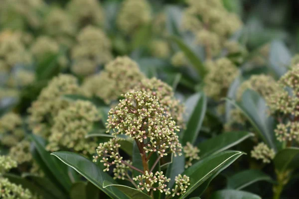 Skimmia Fragrant Cloud — Stock Photo, Image