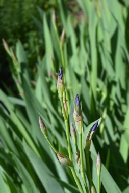 Güney Adriyatik Iris
