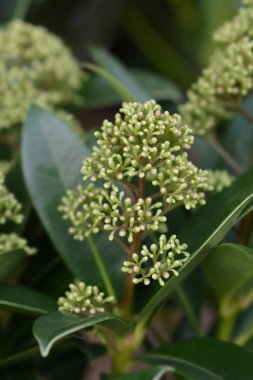 Skimmia Kokulu Bulut