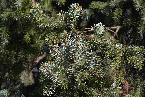 Serbian spruce — Stock Photo, Image