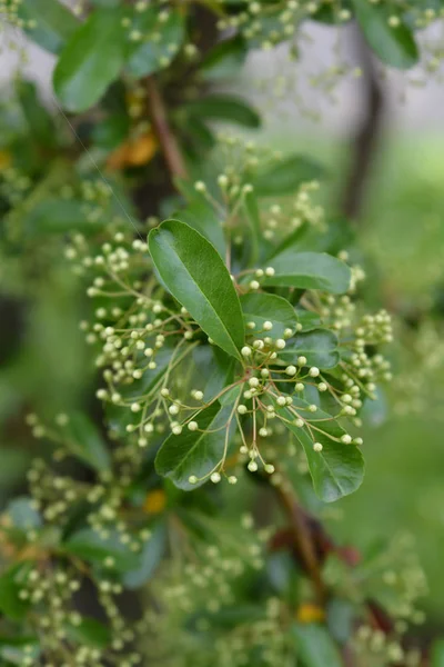 Narrow-leaf Firethorn — 스톡 사진