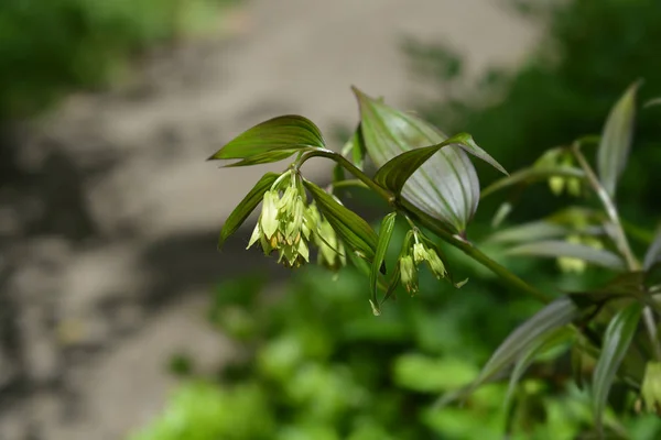 Fairy Bells nacht reiger — Stockfoto