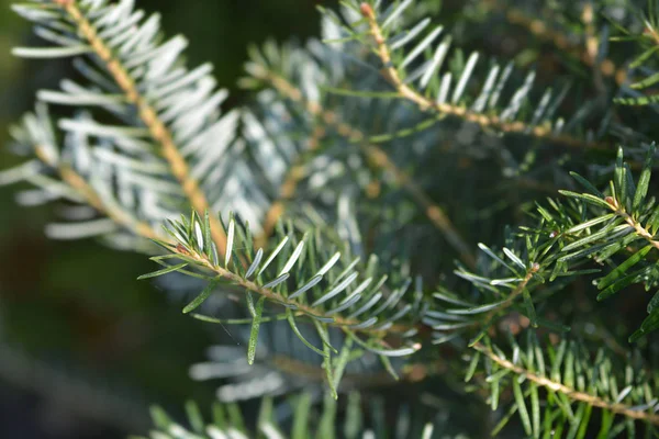 Blue Whistle Korean Fir — Stock Photo, Image