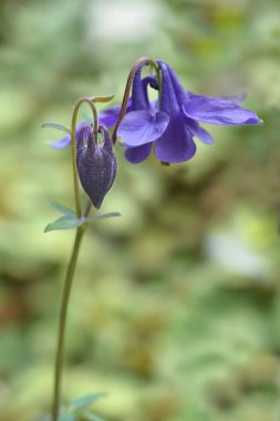 Bulgar columbine