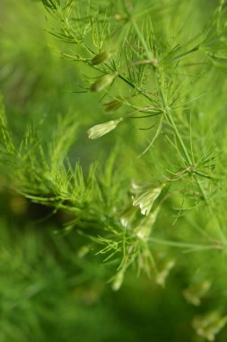 Dar yapraklı kuşkonmaz
